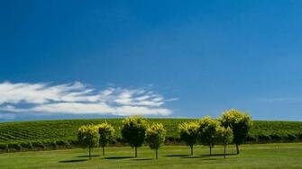 Summer Vines