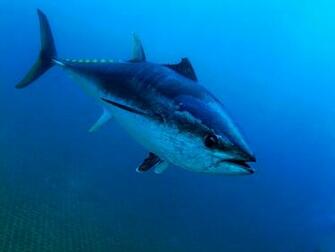 Fishing Charters Cruises North Fork Long Island Longevity