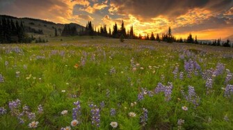 Wildflowers In The Meadow Wallpaper