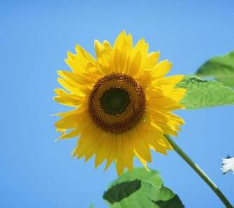 Wallpaper Beautiful Sunflower Sunflowers Cloud Van Gogh Blue Sky