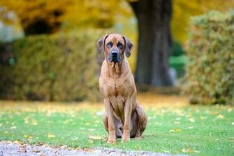 HD Wallpaper Dog Bestfriend Cute Rhodesian Ridgeback Hound