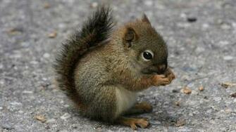 Little Cute Squirrel HDq Wallpaper
