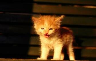 Wallpaper And Screensavers Cats