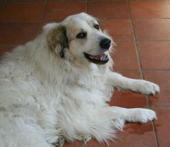 Resting Aidi Dog Photo And Wallpaper Beautiful
