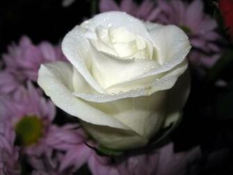 Flowers For Flower Lovers White Rose Desktop HD Wallpaper