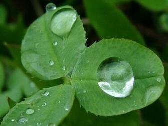 Beautiful Wallpaper Nature S Dew