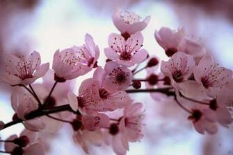 Beautiful Pink Cherry Blossom Wallpaper Colors Photo