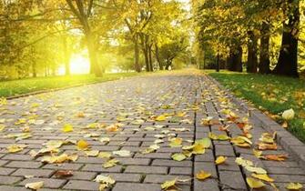 Trees Sun Grass Leaves Avenue Wallpaper