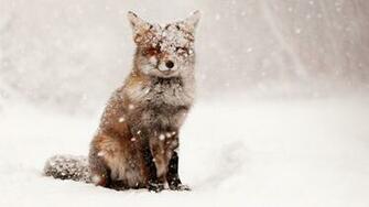 Fox In Snow HD Wallpaper IHD