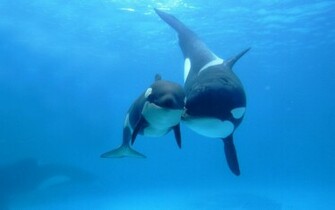 Killer Whales Wallpaper Just Wallpaperz