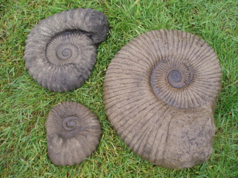 Ammonite Fossilson Grass K868lfxuz9ohi450 Wallpaper