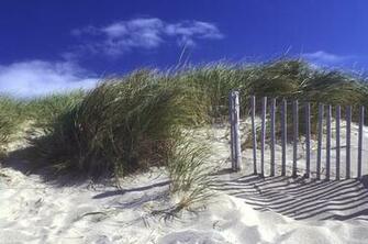 Cape Cod Dune1