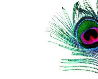 Peacock Feather Wallpaper HD Pictures Image
