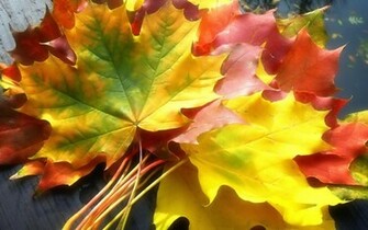 Red Autumn Leaves Wallpaper HD Neptunes Dreams