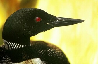 Common Loon Wallpaper