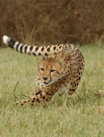 Baby Cheetah Running Wallpaper