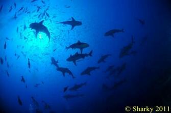 Shark Week Wallpaper Weddingdressin