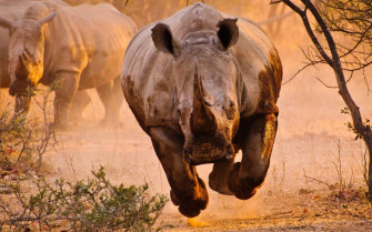 African Animals Wallpaper