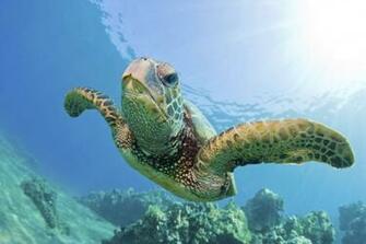 Sea Turtle Green Wallpaper X
