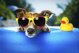Frozen Pet Treats For Dogs And Cats Popsugar Pets