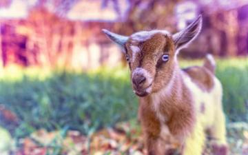 Baby Ideas Cute Animals G O A T Wallpaper