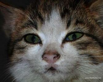 Cat Face