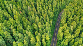 Green Tree Wallpaper