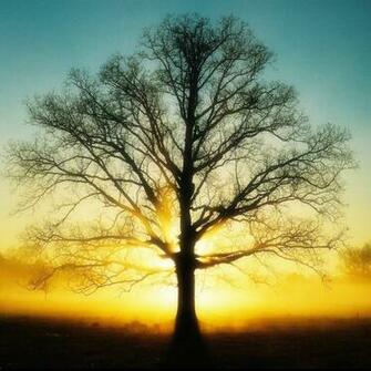 The Tree Pictures Hits All