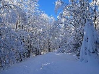 Snow Forest Wallpaper Desktop