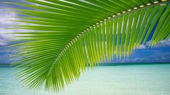 Palm Leaf Wallpaper