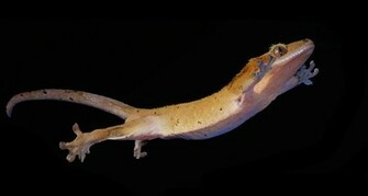 Leaping Gecko Wallpaper By In2uition