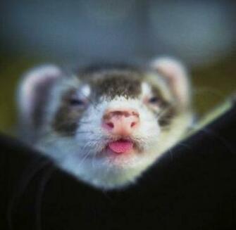 Cute Little Ferret Love Licking Tongue Thumb A