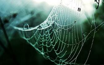 Spider On A Web Wallpaper High Resolution Desktop
