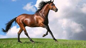 Jpeg V Image Gw Two Stallions Galloping