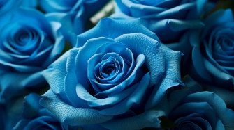 Blue Rose Wallpaper