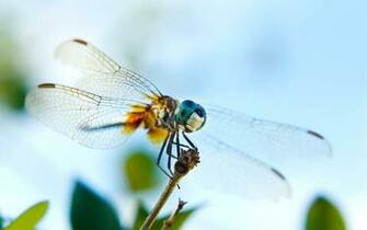 Wallpaper Dragonfly