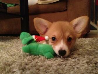The Daily Corgi Holiday Photos Christmas Corgis Continued