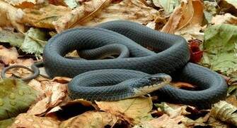 Animal You Black Mamba