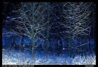 Bare Trees In Winter Early Morning Tennessee Great Smoky Mountains