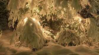 Nature Trees Winter Snow Seasons Lights Christmas Cold