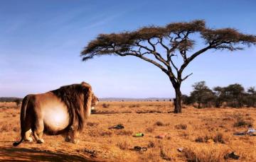 Wallpaper Leo Savana Bloated Beast Lumps Image For Desktop