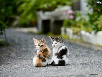 Cats Wallpaper