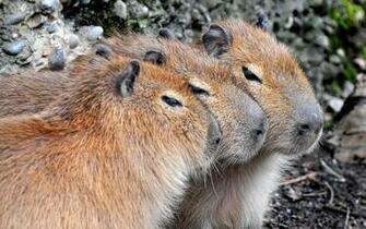 Capybara Wallpaper Desktop Px 4usky