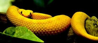 Eyelash Viper By Pawnee