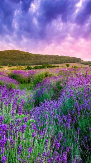 Wallpaper Lavender Field Sky Mountain Provence France Europe