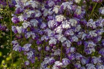 HD Wallpaper Of Wisteria Macro For Desktop