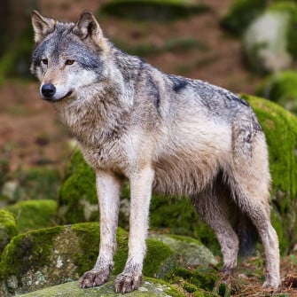 Der Wolf Wallpaper