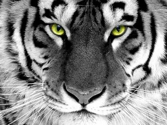 White Tiger HD Wallpaper Full Size