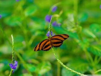 Butterfly On A Purple Flower Phone Wallpaper By Mariavancity