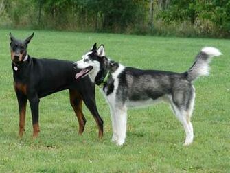 Animals Best Friends Buds Dogs HD Desktop Wallpaper